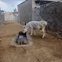 الاغ نر