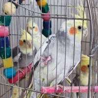 عروس هلندی یکجا