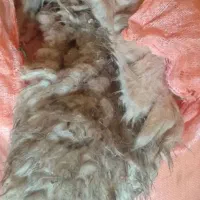 پشم گوسفندی