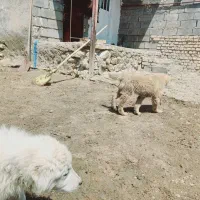 حیوان احلی برای گله گوسفند
