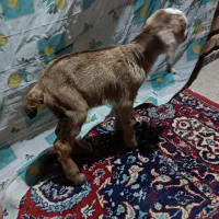 دو عدد بزغاله