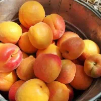 نهالستان میانداب|خدمات باغبانی و درختکاری|کاشان, کوی اداره گاز|دیوار