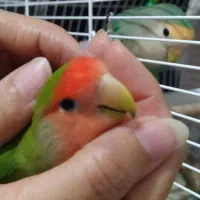 طوطی کوتوله