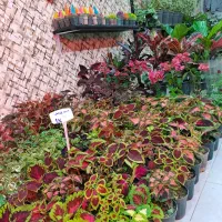 گل های آپارتمانی سانسوریا حراج|گل و گیاه طبیعی|اصفهان, پوریای ولی|دیوار