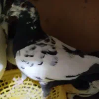 کبوتر مالچه|پرنده|سنندج, |دیوار