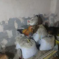 فروش تعداد۱۳عددمرغ محلی