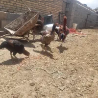 مرغ وخروس لاری