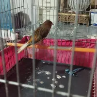 قناری ماده اماده