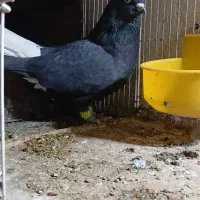 کفتر دم سفید