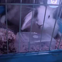 خرگوش لوپ و انگول