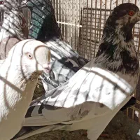 ذاغ و پرشی|پرنده|اصفهان, بهارستان|دیوار