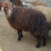 میش جوان