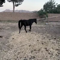 فروش اسب|اسب و تجهیزات اسب‌سواری|شاهرود, |دیوار