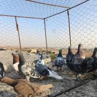 کفتر پرشی|پرنده|مشهد, شهید احمدی روشن|دیوار