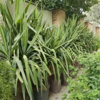 یوکا زیر قیمت گلخانه|گل و گیاه طبیعی|شیراز, زرگری|دیوار