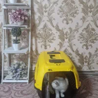 وسیله حمل و نگهداری گربه