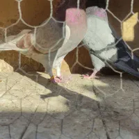 کفتر پرشی و نقش|پرنده|ساوه, |دیوار