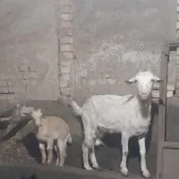 فروش بز سانا و کوردی درجه یک|حیوانات مزرعه|تفت, |دیوار