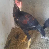 جوجه لاری|حیوانات مزرعه|پاکدشت, پاکدشت (مامازند)|دیوار