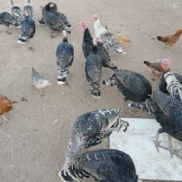 بوقلمون نر وماده جفتی ۳ ملیون سیصد|حیوانات مزرعه|کوهدشت, |دیوار