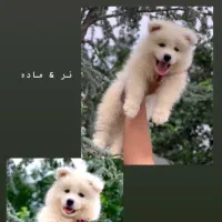 مجموعه پرورش پامرانین پودل شیتزو|سگ|شیراز, معالی‌آباد|دیوار