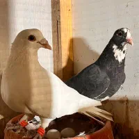 سفید گل دم باماده پلنگ