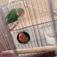 یک جفت طوطی برزیلی کارداده|پرنده|مرودشت, ثبت احوال|دیوار