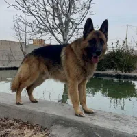 ژرمن خالص اصل