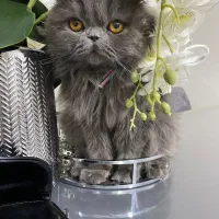 پرشین اسکاتیش اصیل (ماده،رنگ بلو،چشم نارنجی)