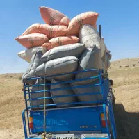 کاه دیم درجه یک|خدمات باغبانی و درختکاری|مسجد سلیمان, |دیوار