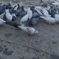 کبوتر|پرنده|ازنا, |دیوار