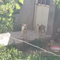 سگ عراقی|سگ|میاندوآب, |دیوار