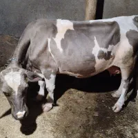 گاو گوساله