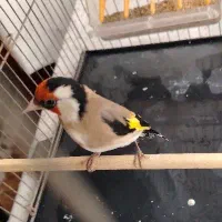 سهره نر کرمانشاهی|پرنده|کرمان, |دیوار