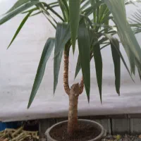 گل وگیاه|گل و گیاه طبیعی|شلمان, |دیوار