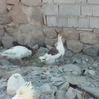 فروش یک جفت غاز|حیوانات مزرعه|مشگین شهر, |دیوار