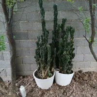 کاکتوس صخره ای