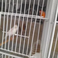 قناری ماده آماده|پرنده|بم, |دیوار