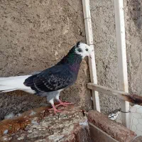 کفتر شازده کاکلی