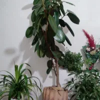 یک عدد گل فیلتوس