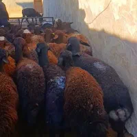 گوسفند ابستن