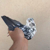 فروش ۳ عدد پلاکی