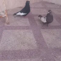 کفتر سینه جفت|پرنده|شیراز, جوادیه|دیوار