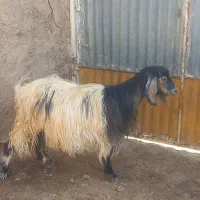 فروش بز