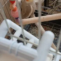 دو تا عروس هلندی نر|پرنده|خرمدره, |دیوار
