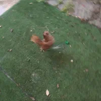 مرغ و خروس سیپراید گلدومرغ سفیدسیپراید