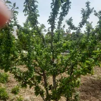 زمین بان گلشن اباد