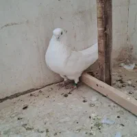 کبوتر ماده سفید،اراکی،تهرانی،شمرونی|پرنده|مبارکه, |دیوار