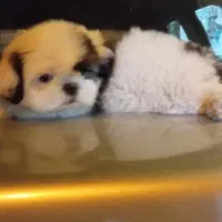 شیتزو سوپر فلت نر|سگ|کاشمر, |دیوار