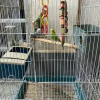 مرغ عشق عاشق